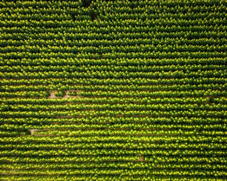 Aerial drone photograph of neatly rowed green cornfield rows stretching across farmland