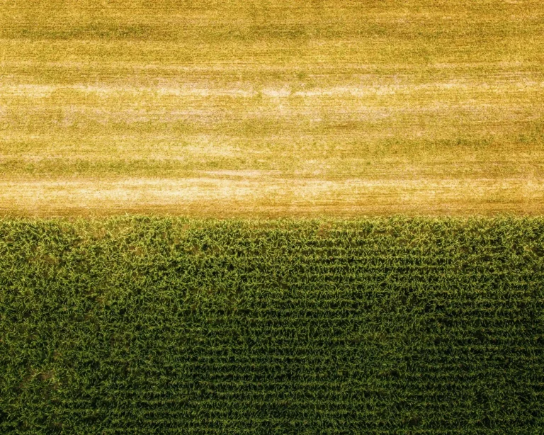 Aerial view of a cornfield half-harvested, showing contrasting golden and cut sections