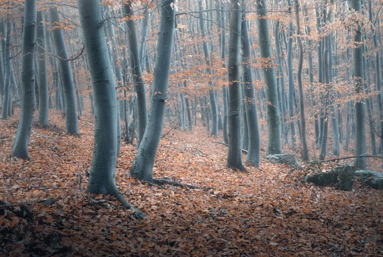 Misty beech forest with pale tree trunks and copper-colored autumn leaves on the ground in Hungary