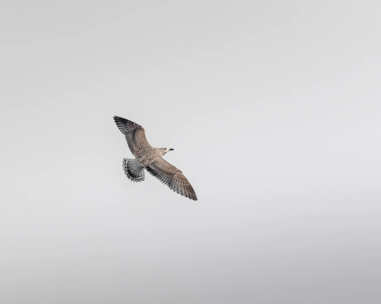 Ensom måke som svever mot en blek himmel i Norge