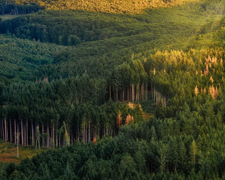 Sunlit pine forest canopy with warm golden light spreading across the treetops in Hungary.