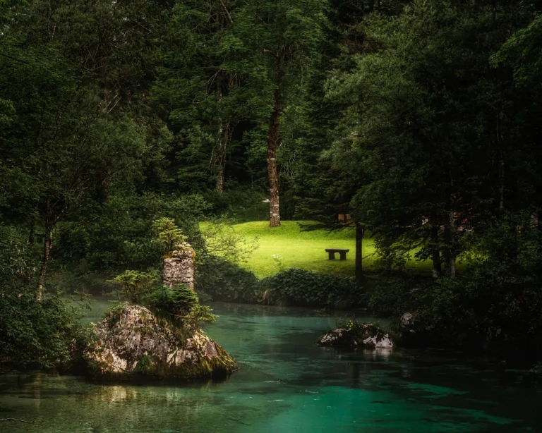 Mysterious forest clearing surrounded by dense dark trees, illuminated by soft natural light in Slovenia