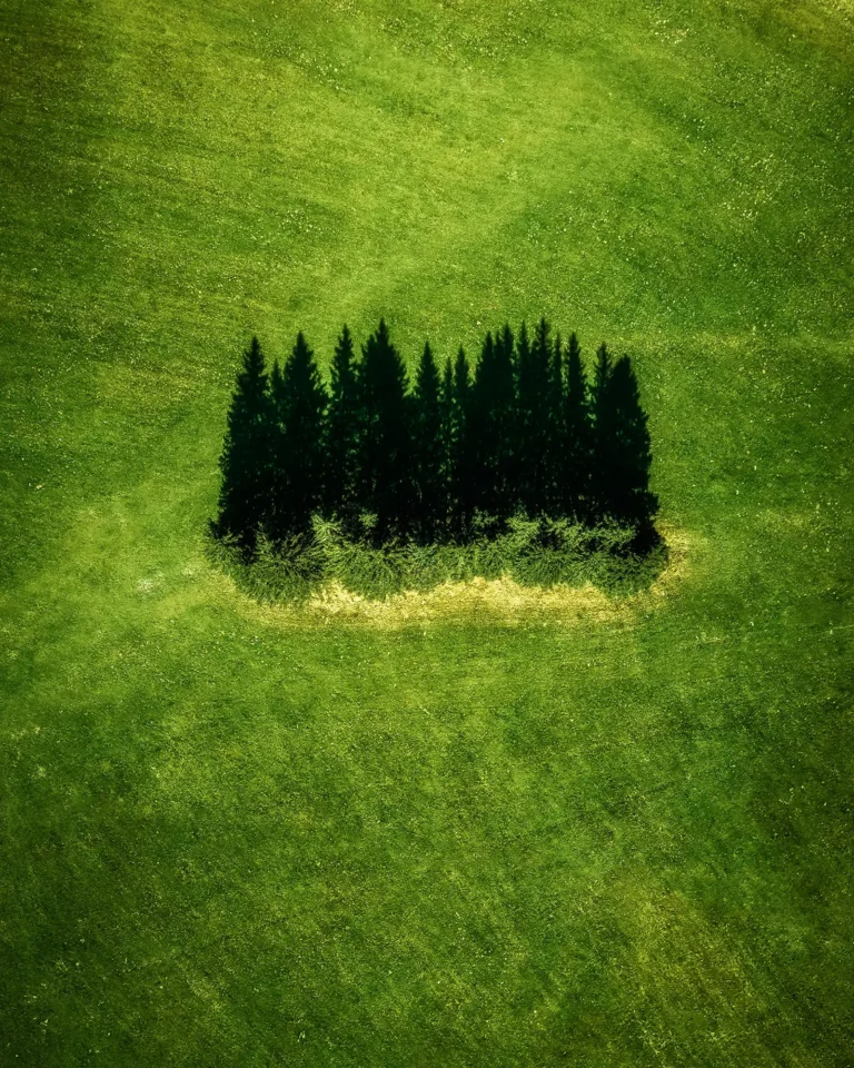Aerial drone photograph of a small pine grove standing alone in the middle of a bright green meadow