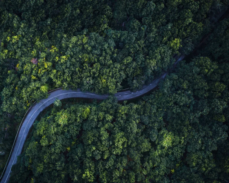Dronefoto av en svingete vei gjennom tett barskog
