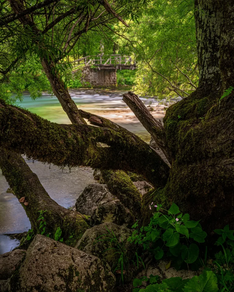 Sunlit stream winding through a lush green forest framed by moss-covered trees in Slovenia