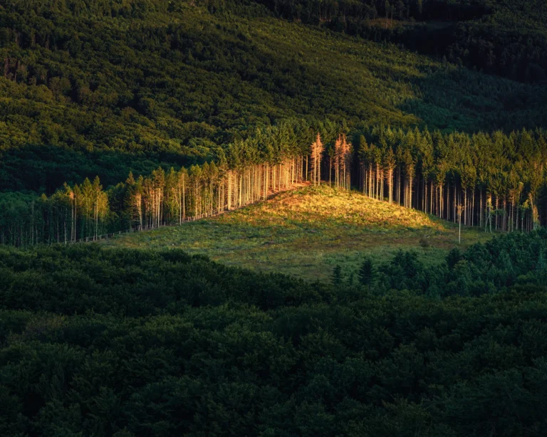 Sunlit forest clearing glowing between dense rows of tall trees in warm golden light in Hungary, nature photograph