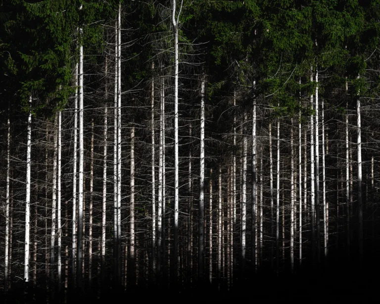 Dense vertical tree trunks filling a dark moody forest scene with muted natural light, fine art photograph